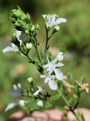 Teucrium corymbosum