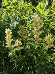 Castilleja unalaschcensis