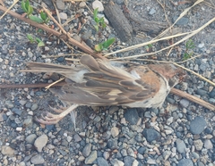 Passer montanus transcaucasicus