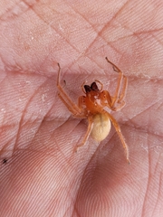 Araneae