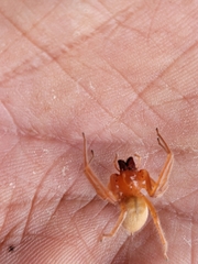 Araneae