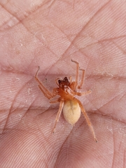 Araneae