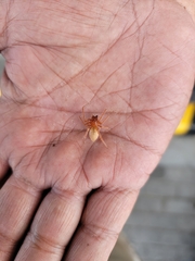 Araneae