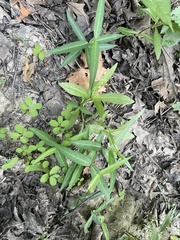 Asclepias perennis