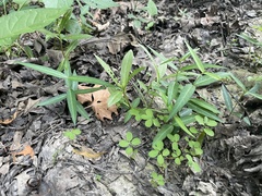 Asclepias perennis