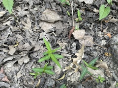 Asclepias perennis