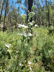 Teucrium corymbosum