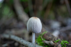 Coprinellus xanthothrix