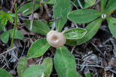 Entoloma neglectum