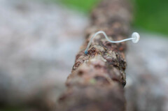 Mycena cyanorhiza