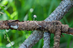 Mycena cyanorhiza
