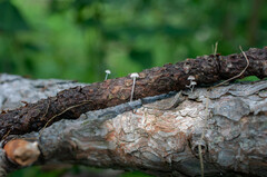 Mycena cyanorhiza
