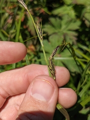 Carex macrochaeta