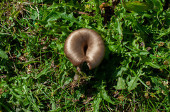 Entoloma sericeoides