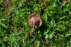 Entoloma sericeoides