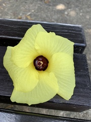 Hibiscus tiliaceus