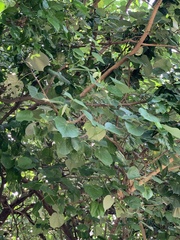 Hibiscus tiliaceus