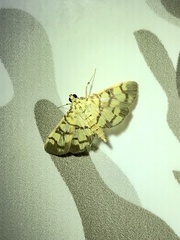 Lygropia distorta