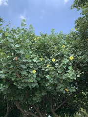 Hibiscus tiliaceus