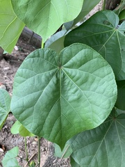 Hibiscus tiliaceus