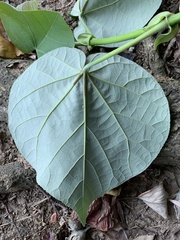 Hibiscus tiliaceus