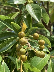 Pittosporum pentandrum