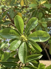 Pittosporum pentandrum