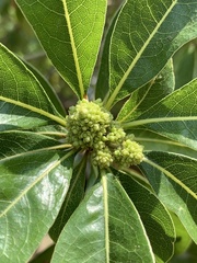 Pittosporum pentandrum