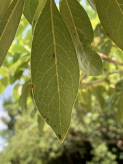 Pittosporum pentandrum