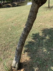Pittosporum pentandrum