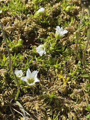 Cherleria arctica