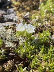 Cherleria arctica