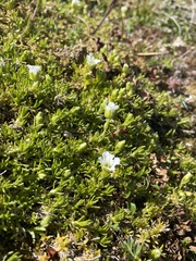 Cherleria arctica