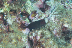 Cirripectes vanderbilti