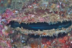Pinctada galtsoffi