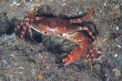 Goniosupradens hawaiensis