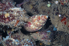Mitra papalis