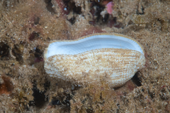 Acar plicata