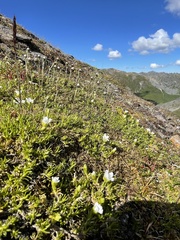 Cherleria arctica