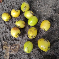 Gmelina