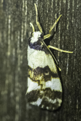 Philenora aspectalella