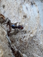 Crematogaster scutellaris