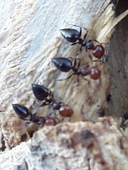 Crematogaster scutellaris