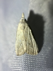 Meganola brunellus