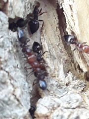 Crematogaster scutellaris