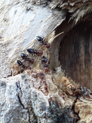Crematogaster scutellaris