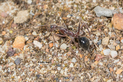 Camponotus johnclarki