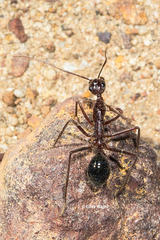 Camponotus johnclarki