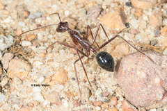 Camponotus johnclarki