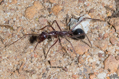 Camponotus johnclarki